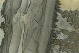 Triassic Aged Stromatolite Fossil - England #130939-1